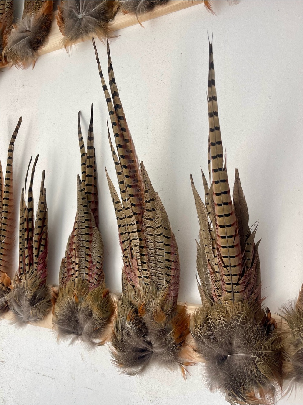 Natural Idaho Pheasant Tail feathers and more - Striped Brown & Tan - varitation